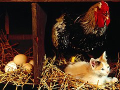 Barnyard Pals, Domestic Kitten